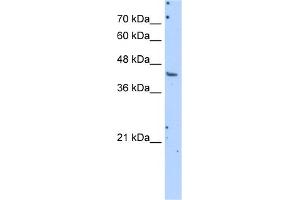 WB Suggested Anti-GOT1 Antibody Titration:  1. (GOT1 antibody  (N-Term))