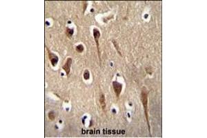 FBXO39 Antibody (C-term) (ABIN654584 and ABIN2844286) immunohistochemistry analysis in formalin fixed and paraffin embedded human brain tissue followed by peroxidase conjugation of the secondary antibody and DAB staining. (FBXO39 antibody  (C-Term))