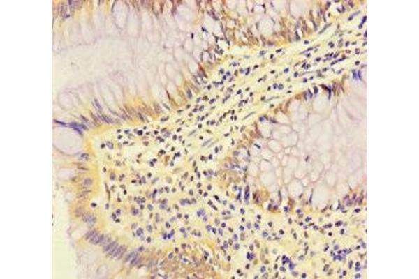RABEP2 antibody  (AA 301-533)