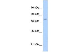 LCAT antibody used at 5 ug/ml to detect target protein. (LCAT antibody  (N-Term))