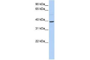 WB Suggested Anti-KLF12 Antibody Titration:  0.