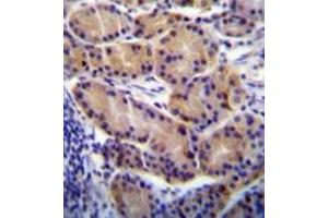 Formalin fixed, paraffin embedded human stomach tissue stained with CYP2S1 Antibody (C-term) followed by peroxidase conjugation of the secondary antibody and DAB staining. (CYP2S1 antibody  (C-Term))