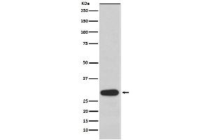 Western blot analysis of Olig3 expression in 293T cell lysate.
