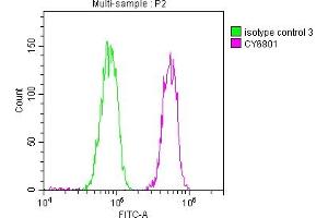 Overlay histogram showing Hela cells stained with ABIN7127661 (red line) at 1:50. (Recombinant PABPN1 antibody)