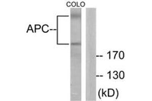Western blot analysis of extracts from COLO205 cells, using APC Antibody. (APC antibody  (AA 2794-2843))