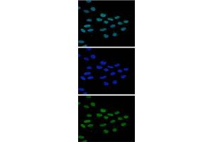 Immunofluorescence Microscopy of anti-JMJD2b antibody Immunofluorescence Microscopy results of Rabbit anti-JMJD2b antibody. (KDM4B antibody  (Internal Region))