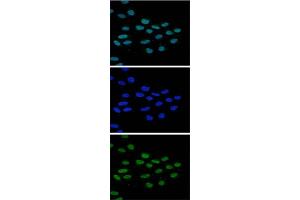 Immunofluorescence Microscopy of anti-JMJD2b antibody Immunofluorescence Microscopy results of Rabbit anti-JMJD2b antibody. (KDM4B antibody  (Internal Region))