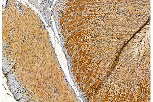 ABIN6262481 and ABIN6272891 at 1/100 staining Rat stomach tissue by IHC-P.
