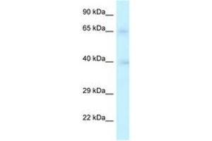 Image no. 1 for anti-Replication Factor C (Activator 1) 2, 40kDa (RFC2) (AA 147-196) antibody (ABIN6747336) (RFC2 antibody  (AA 147-196))