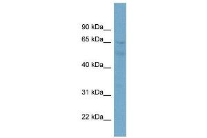 WB Suggested Anti-ZNF671  Antibody Titration: 0. (ZNF671 antibody  (N-Term))