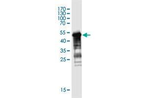 Western Blot detection against Immunogen (48. (MGC50273 (AA 1-209) antibody)