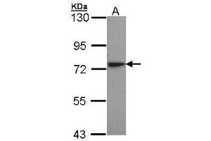 WB Image Sample (30 ug of whole cell lysate) A: H1299 7. (KARS antibody)