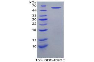 SDS-PAGE (SDS) image for Heat Shock 60kDa Protein 1 (Chaperonin) (HSPD1) (AA 28-573) protein (His tag) (ABIN2125144) (HSPD1 Protein (AA 28-573) (His tag))