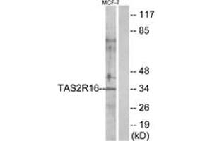 Western blot analysis of extracts from MCF-7 cells, using TAS2R16 Antibody. (TAS2R16 antibody  (AA 136-185))