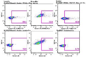 Ab staining on AGS & Rat cells, Panel 1 - PPAR alpha PC5