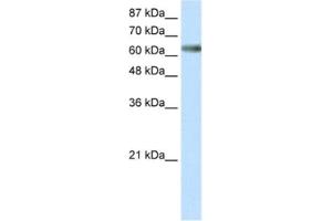 Western Blotting (WB) image for anti-Zinc Finger and SCAN Domain Containing 18 (ZSCAN18) antibody (ABIN2460687)