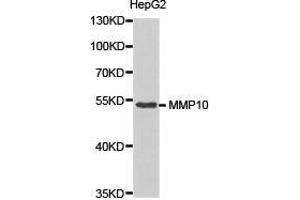 Western Blotting (WB) image for anti-Matrix Metallopeptidase 10 (Stromelysin 2) (MMP10) antibody (ABIN1873714) (MMP10 antibody)