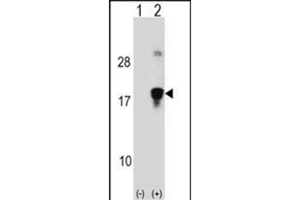 HMGN3 Antikörper  (N-Term)