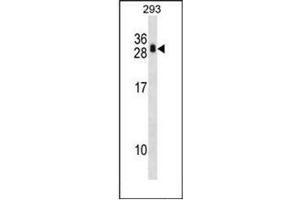 Western blot analysis of Calcipressin-1 Antibody  in 293 cell line lysates (35ug/lane). (RCAN1 antibody  (N-Term))