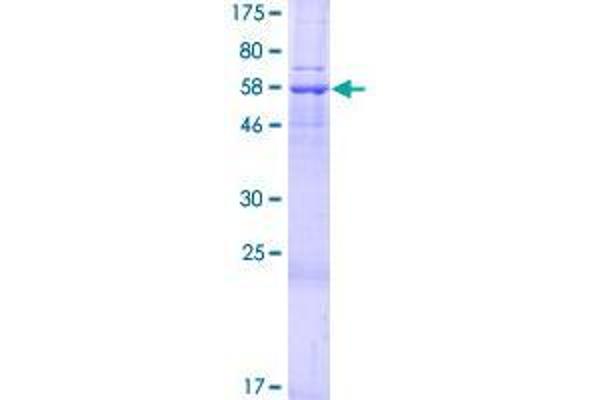 SLC25A39 Protein (AA 1-351) (GST tag)