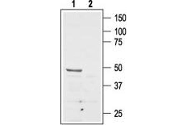 Angiotensin II Type 2 Receptor anticorps  (Extracellular, N-Term)