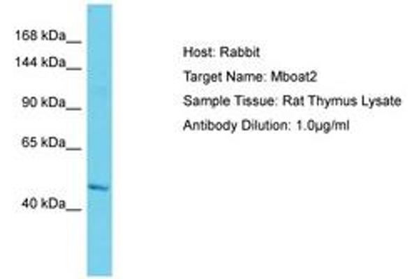 MBOAT2 Antikörper  (AA 151-200)