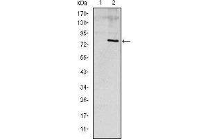 Western blot analysis using ApoE mAb against HEK293 (1) and ApoE (AA: 20-267)-hIgGFc transfected HEK293 (2) cell lysate. (APOE antibody)