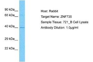 Host: Rabbit Target Name: ZNF735 Sample Type: 721_B Whole Cell lysates Antibody Dilution: 1. (Zinc Finger Protein 735 (ZNF735) (Middle Region) antibody)