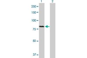 FAF1 antibody  (AA 1-650)