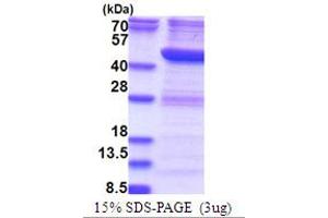 SDS-PAGE (SDS) image for RNA terminal Phosphate Cyclase Domain 1 (RTCD1) (AA 1-366) protein (His tag) (ABIN6387449) (RTCD1 Protein (AA 1-366) (His tag))