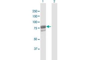 Western Blot analysis of DHX58 expression in transfected 293T cell line by DHX58 MaxPab polyclonal antibody. (DHX58 antibody  (AA 1-678))