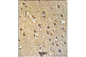 SPRN Antibody (C-term) (ABIN650950 and ABIN2840007) IHC analysis in formalin fixed and paraffin embedded brain tissue followed by peroxidase conjugation of the secondary antibody and DAB staining. (SPRN antibody  (C-Term))