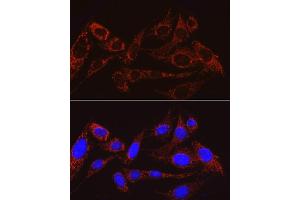 Immunofluorescence analysis of U2OS cells using MRPS15 antibody (ABIN7268582) at dilution of 1:100. (MRPS15 antibody)