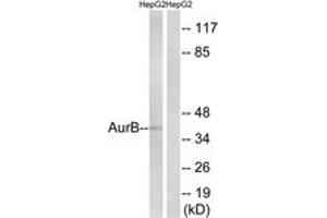 Western blot analysis of extracts from HepG2, using AurB (Ab-12) Antibody. (Aurora Kinase B antibody  (AA 1-50))