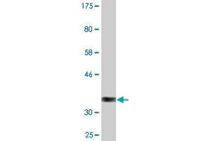 Western Blot detection against Immunogen (36. (MSRA antibody  (AA 1-100))