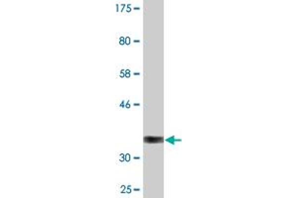 MSRA antibody  (AA 1-100)