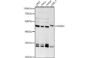 Western blot analysis of extracts of various cell lines, using AMSH antibody (ABIN7270581) at 1:1000 dilution. (STAMBP antibody)