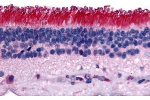 Human Retina (formalin-fixed, paraffin-embedded) stained with PTPRM antibody ABIN292586 at 15 ug/ml followed by biotinylated goat anti-rabbit IgG secondary antibody ABIN481713, alkaline phosphatase-streptavidin and chromogen. (PTPRM antibody  (Internal Region))