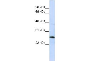 WB Suggested Anti-RTN1 Antibody Titration:  0. (Reticulon 1 antibody  (Middle Region))