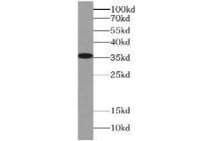 HeLa cells were subjected to SDS PAGE followed by western blot with (LDHA antibody) at dilution of 1:500.
