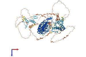 AlphaFold protein structure predicition of Human Recombinant ESPNL Protein, UniprotID Q6ZVH7 (ESPNL Protein (AA 1-1005) (His tag))
