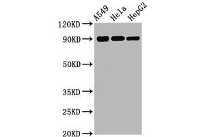 Western Blot Positive WB detected in A549 whole cell lysate 72ela whole cell lysate 72epG2 whole cell lysate All lanes Phospho-RPS6KA1 antibody at 1. (Recombinant RPS6KA1 antibody  (pSer380))