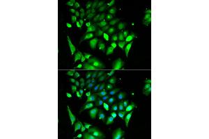 Immunofluorescence analysis of HeLa cells using BHLHE40 antibody. (BHLHE40 antibody)
