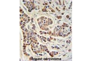Immunohistochemistry (IHC) image for anti-ATH1, Acid Trehalase-Like 1 (ATHL1) antibody (ABIN3002191) (ATHL1 antibody)