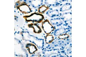 Immunohistochemical analysis of Gastrin staining in human stomach formalin fixed paraffin embedded tissue section.