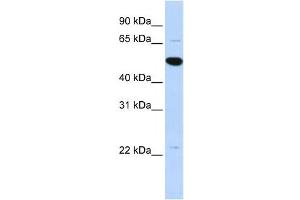 Western Blotting (WB) image for anti-rho GTPase Activating Protein 36 (ARHGAP36) antibody (ABIN2459574) (ARHGAP36 antibody)