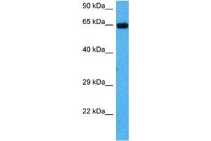 Host:  Mouse  Target Name:  PLK1  Sample Tissue:  Mouse Heart  Antibody Dilution:  1ug/ml (PLK1 antibody  (C-Term))