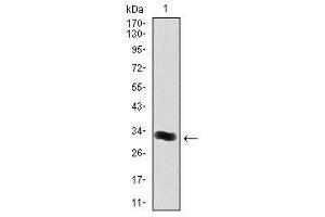 Image no. 1 for anti-Thrombopoietin (THPO) antibody (ABIN1501381)