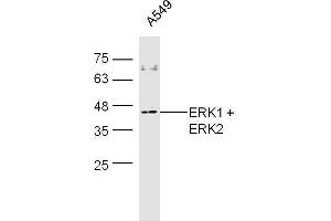 A549 cell lysates probed with Rabbit Anti-ERK1 + 2 Polyclonal Antibody, Unconjugated  at 1:500 for 90 min at 37˚C.