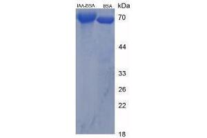 Image no. 3 for Indole 3 Acetic Acid (IAA) peptide (BSA) (ABIN5665977) (Indole 3 Acetic Acid (IAA) peptide (BSA))
